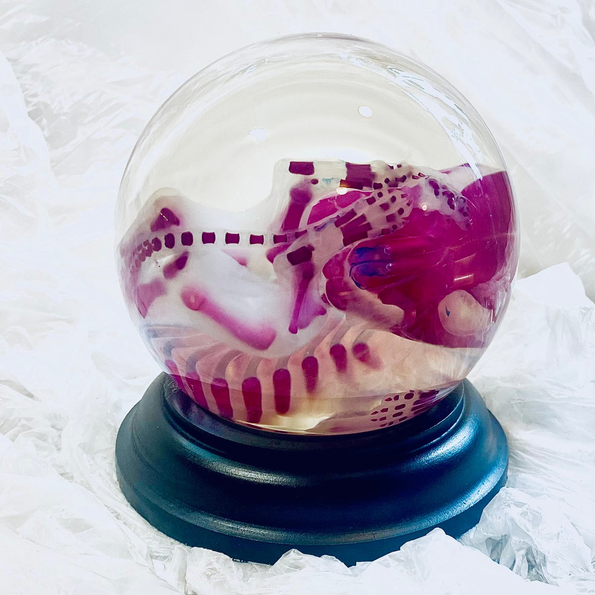 Poodle Puppy Diaphonised Wet Specimen
