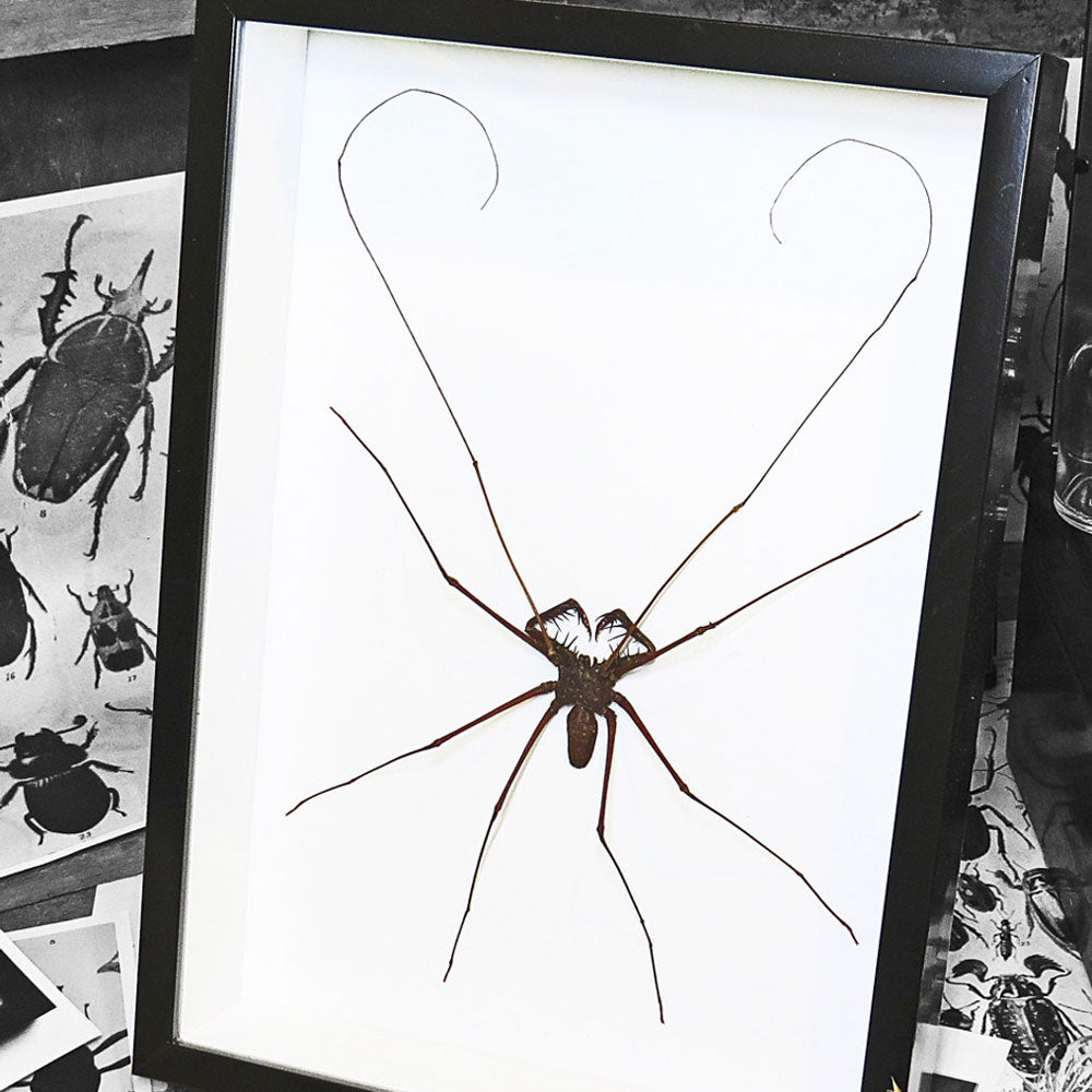 Cave Spider Phryna Grossetaitai Framed Specimen