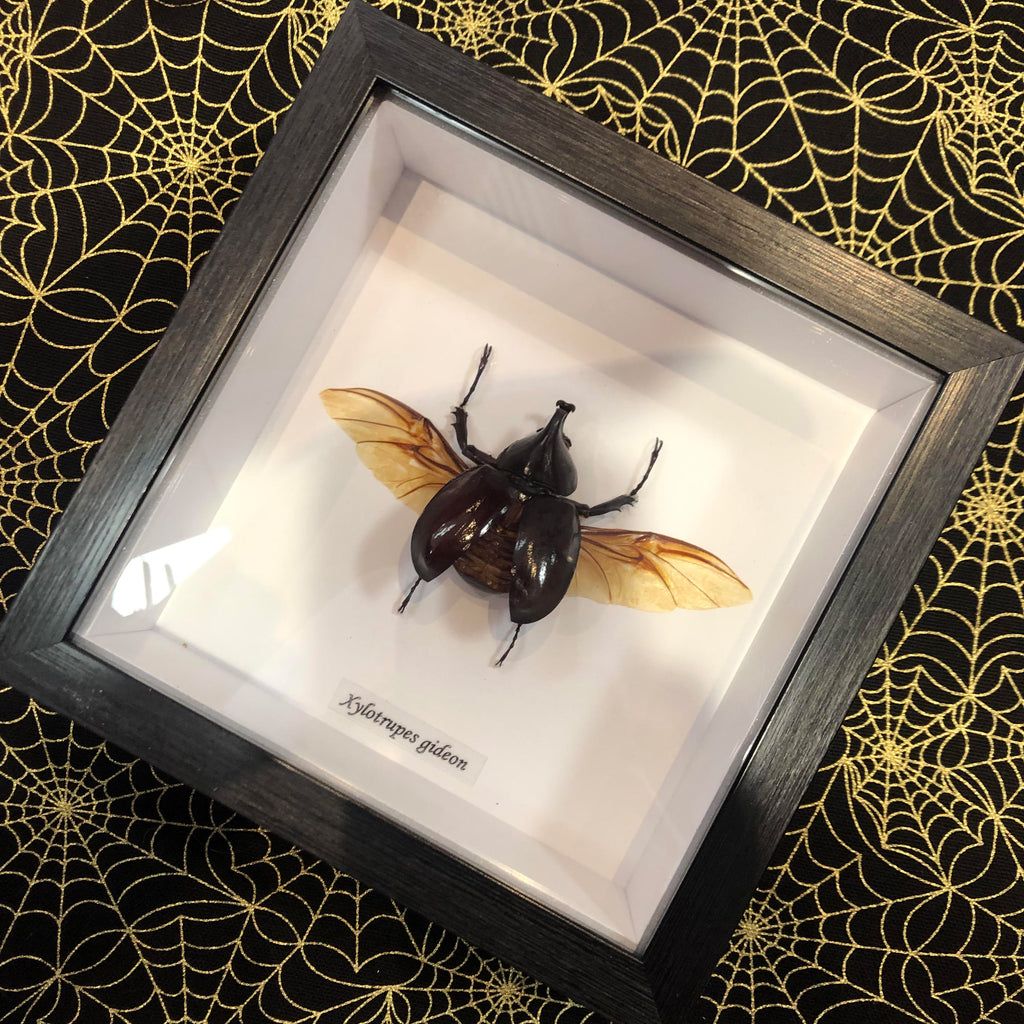 Elephant Beetle Genuine Framed Specimen