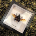 Elephant Beetle Genuine Framed Specimen