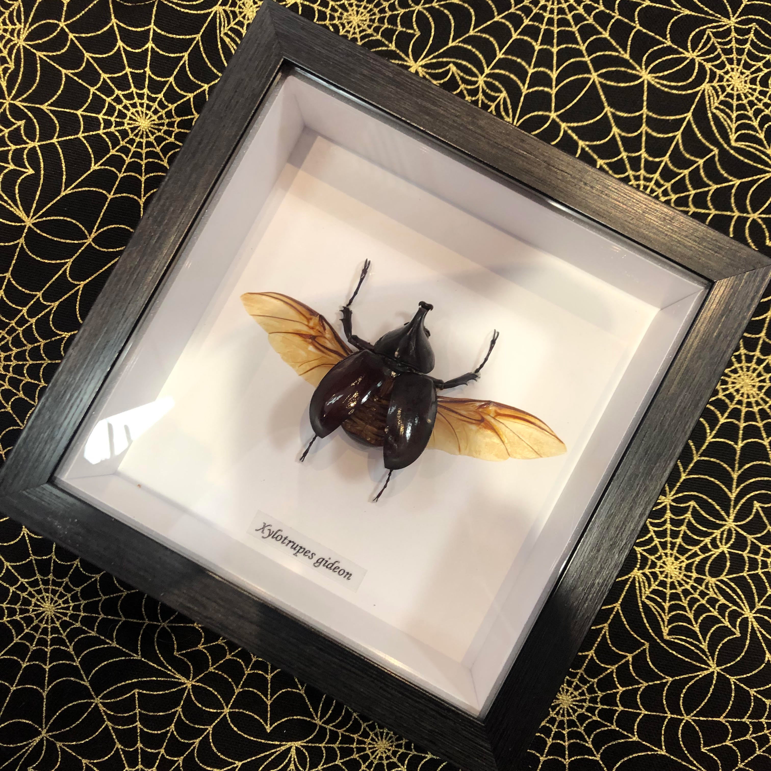 Elephant Beetle Genuine Framed Specimen