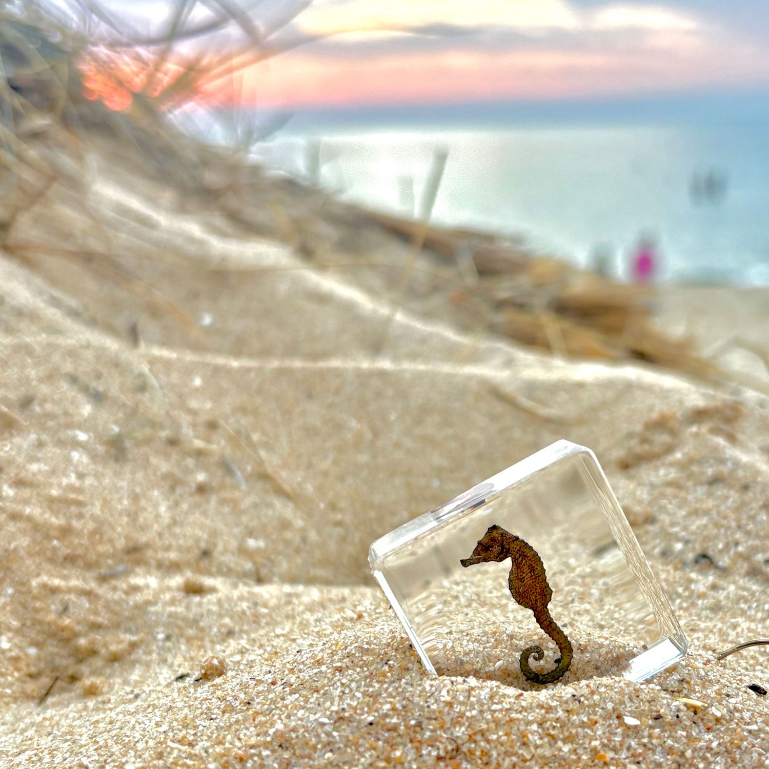 Seahorse Specimen in Resin
