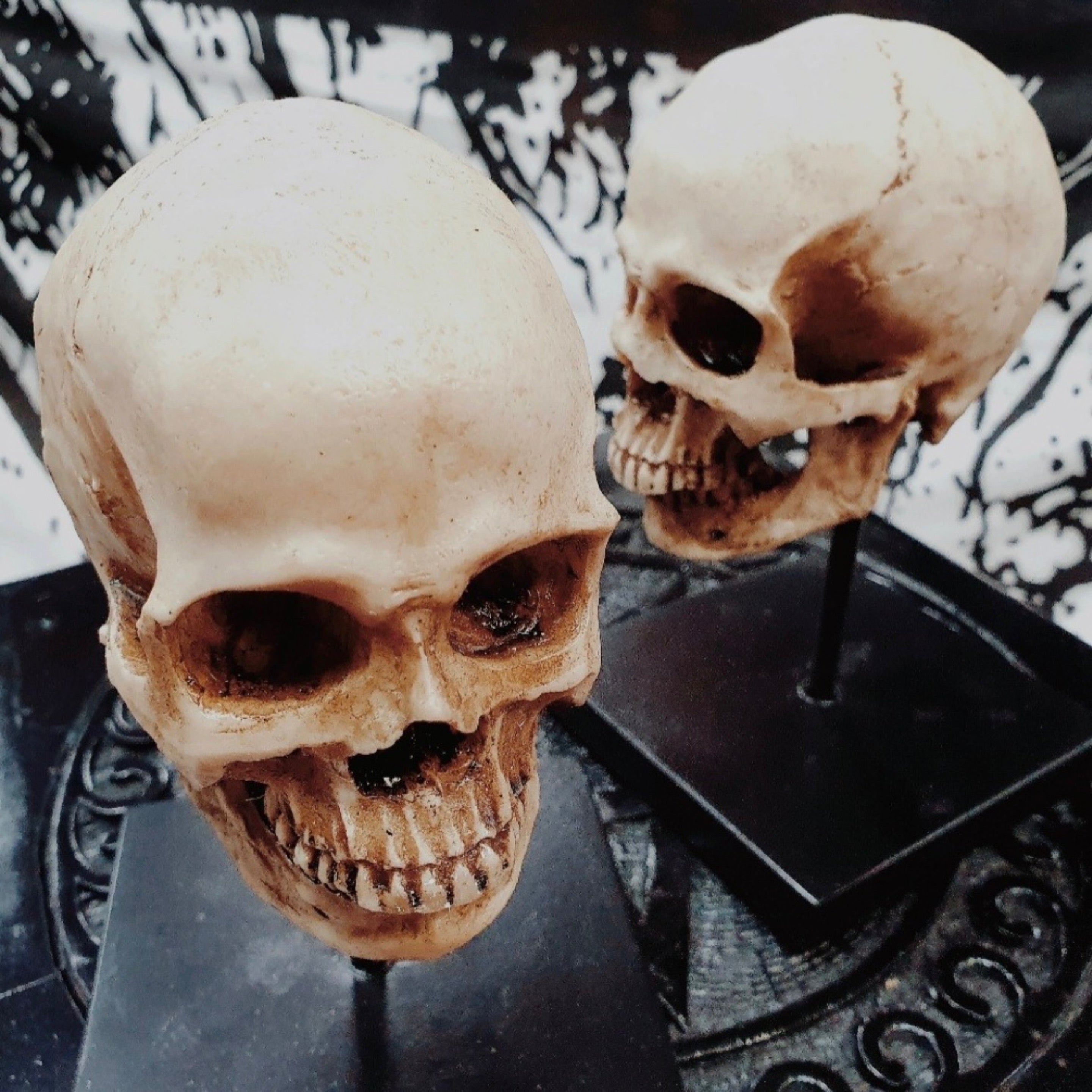 Yorick's Cranium Desk Topper