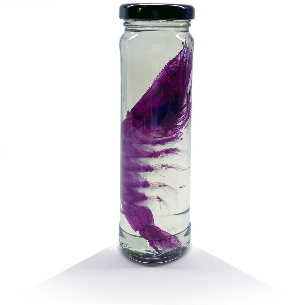 Prawn Diaphonised Specimen Jar