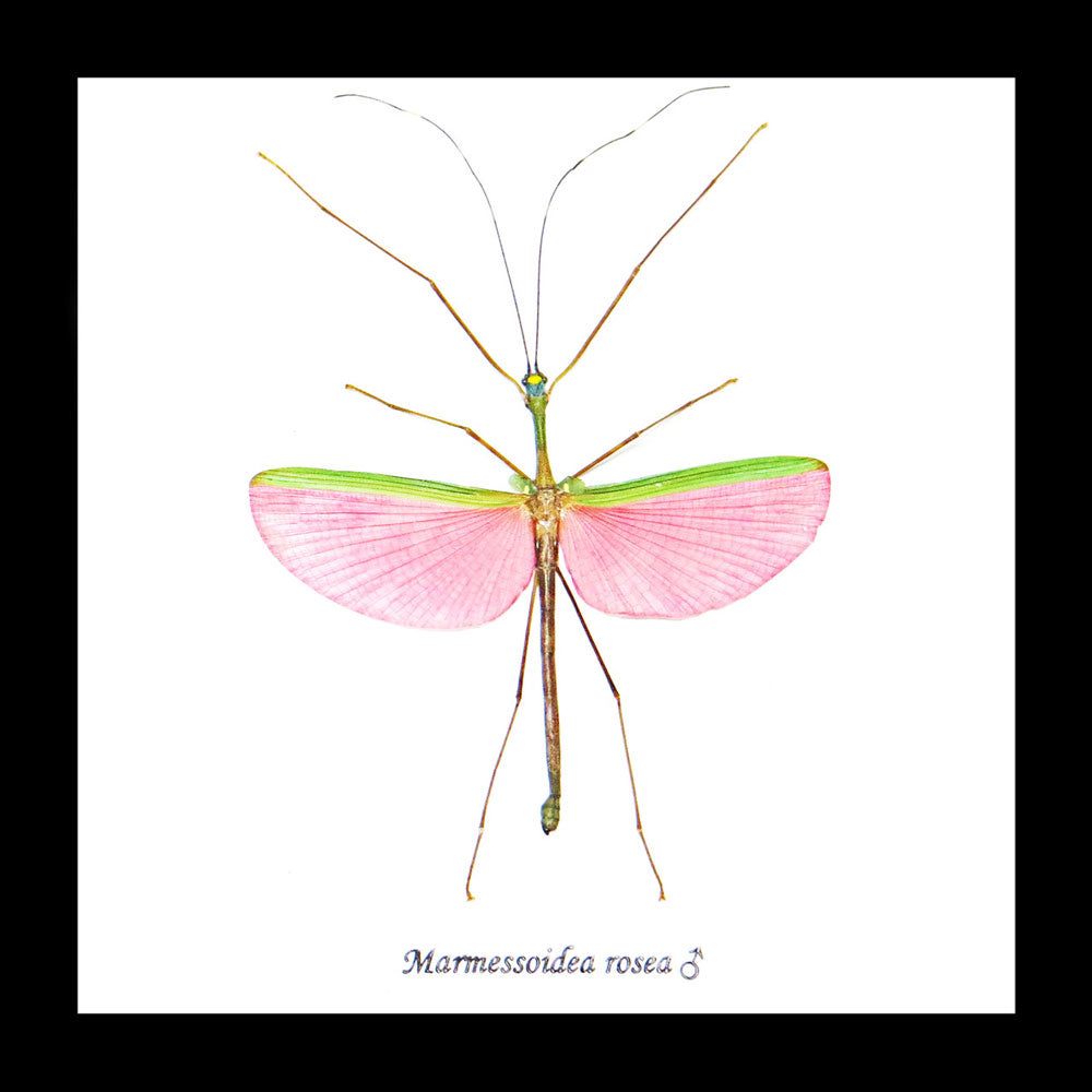 Mantis Marmessoidea Rosea Framed Specimen