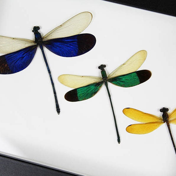 Triplet Damselfly Genuine Framed Specimen