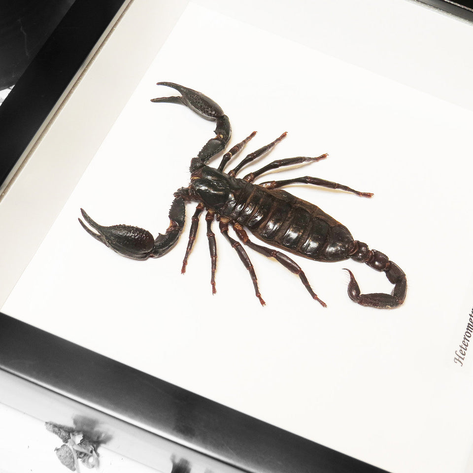 Framed Scorpion Heterometrus Laoticus Medium Specimen