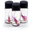 Tiny Shrimp Diaphonised Specimen