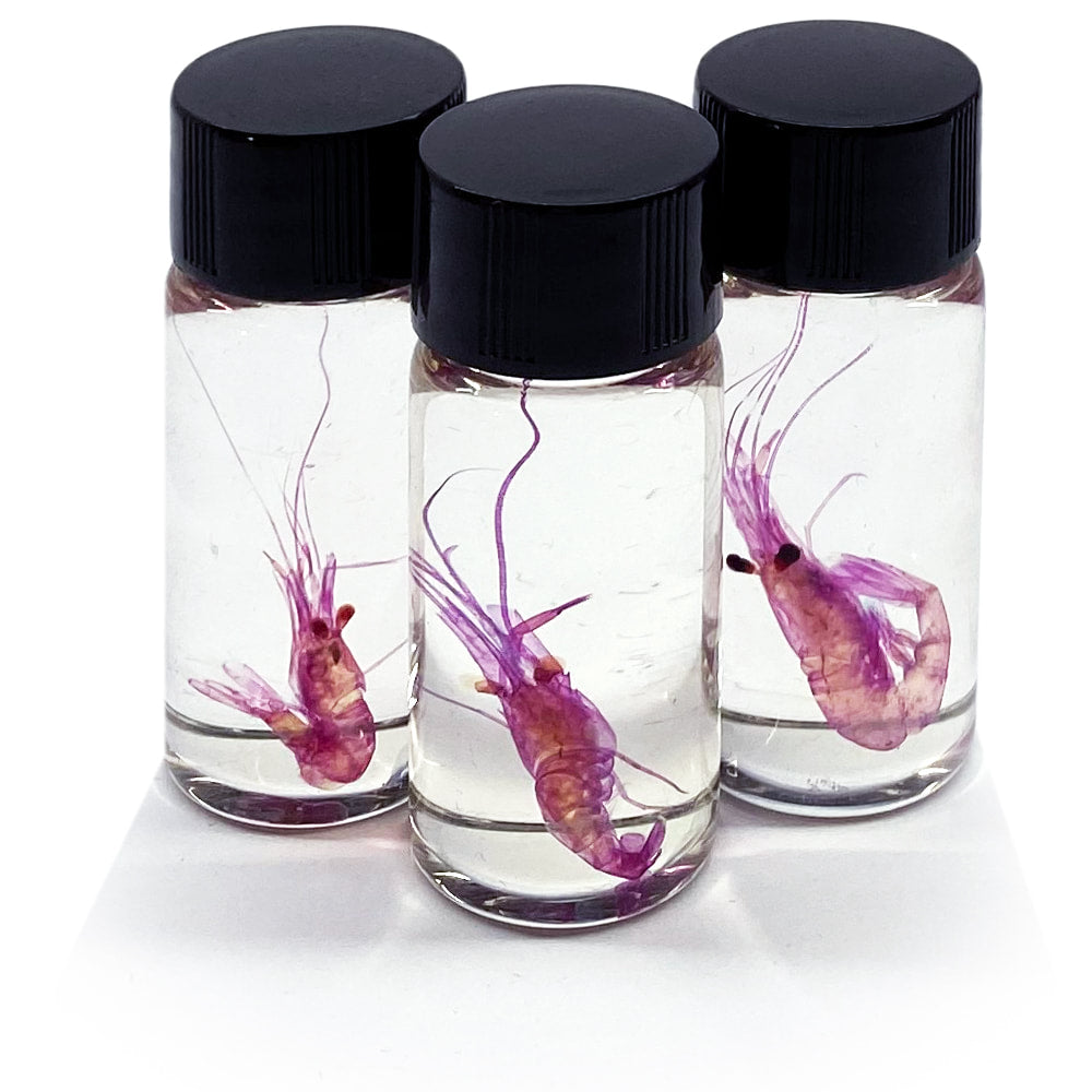 Tiny Shrimp Diaphonised Specimen