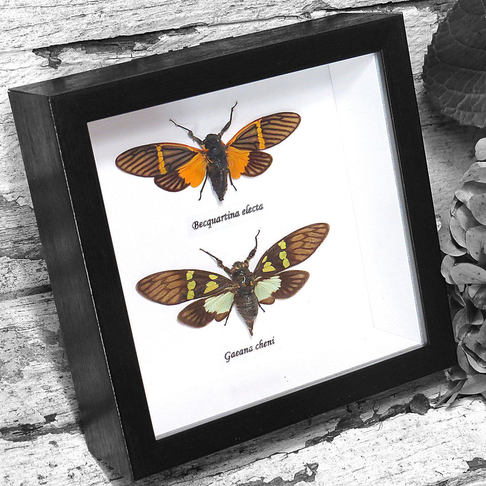 Cicada Duo Framed Genuine Specimen