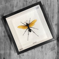 Pepsis Wasp Framed Specimen