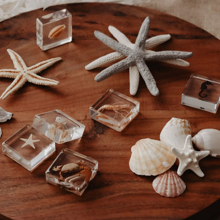 Ocean Critters Set of 6 Specimens