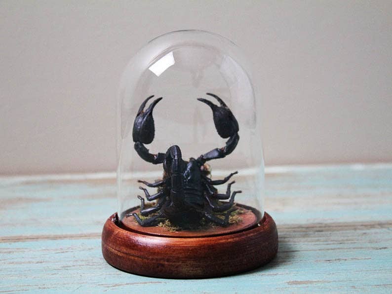 Scorpion Genuine Specimen in a Small Dome