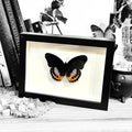 Hypolimnas Pandarus Genuine Framed Butterfly Specimen