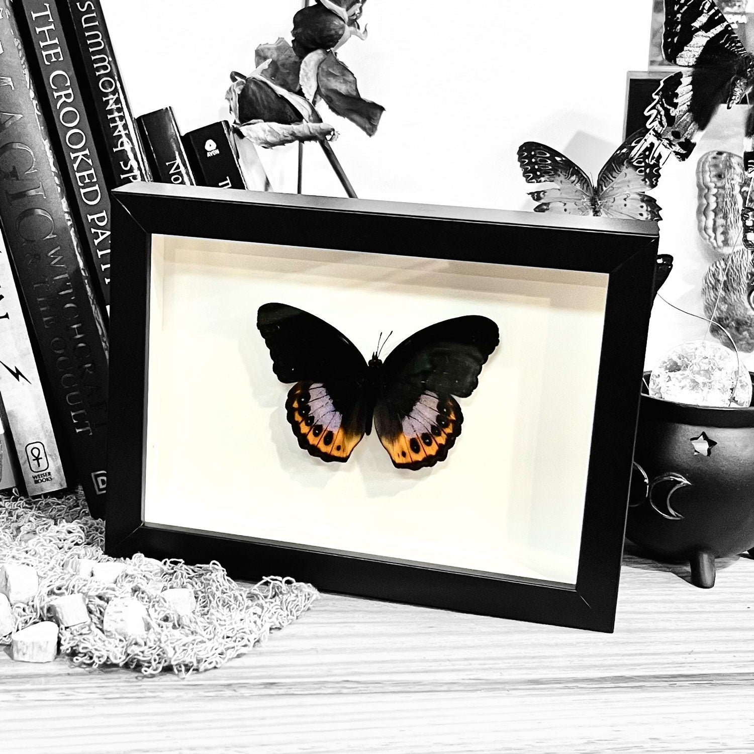 Hypolimnas Pandarus Genuine Framed Butterfly Specimen
