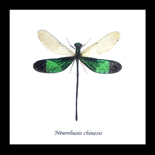 Damselfly Genuine Framed Specimen