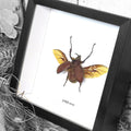 Rhino Beetle Golafa Aecus - Genuine Framed Specimen