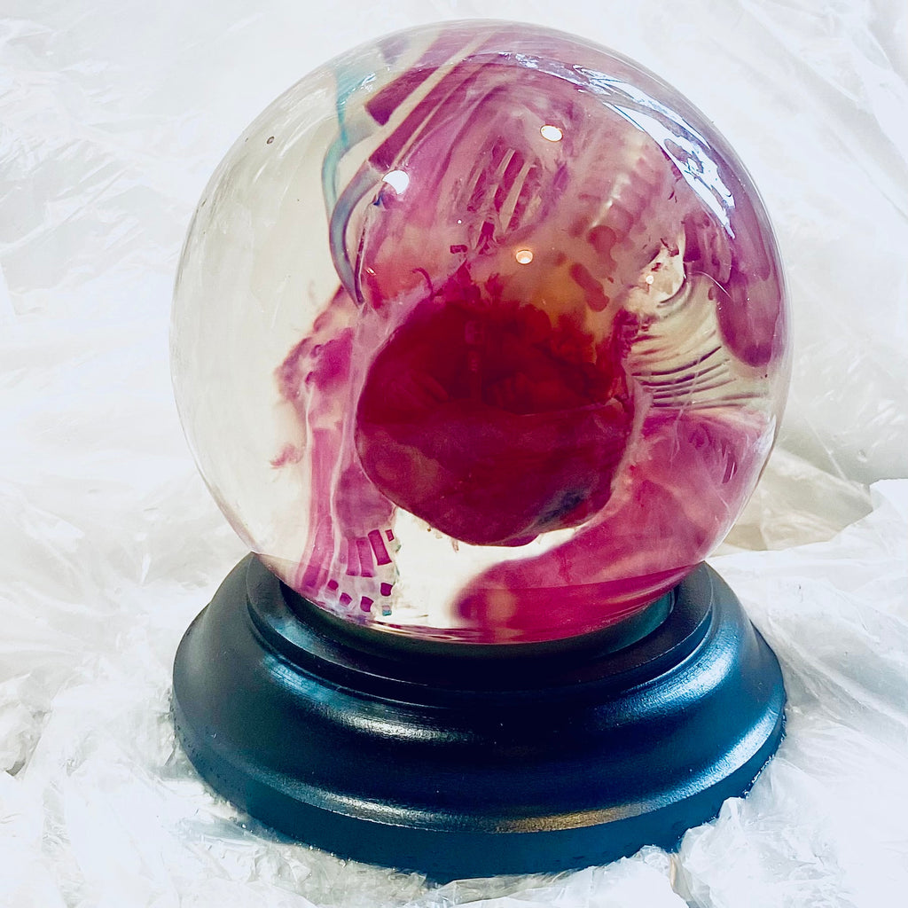 French Bulldog Puppy Diaphonised Genuine Wet Specimen