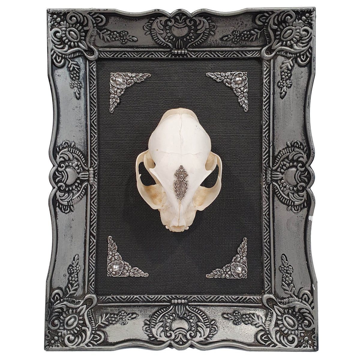 Nightstalker Cat Skull Framed Specimen Wall Decor
