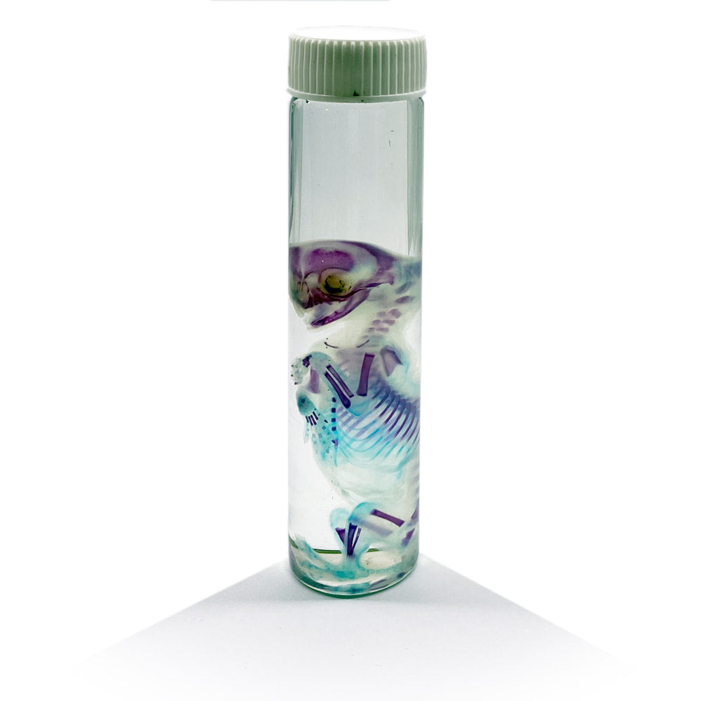 Kitten Foetus Diaphonised Specimen Jar