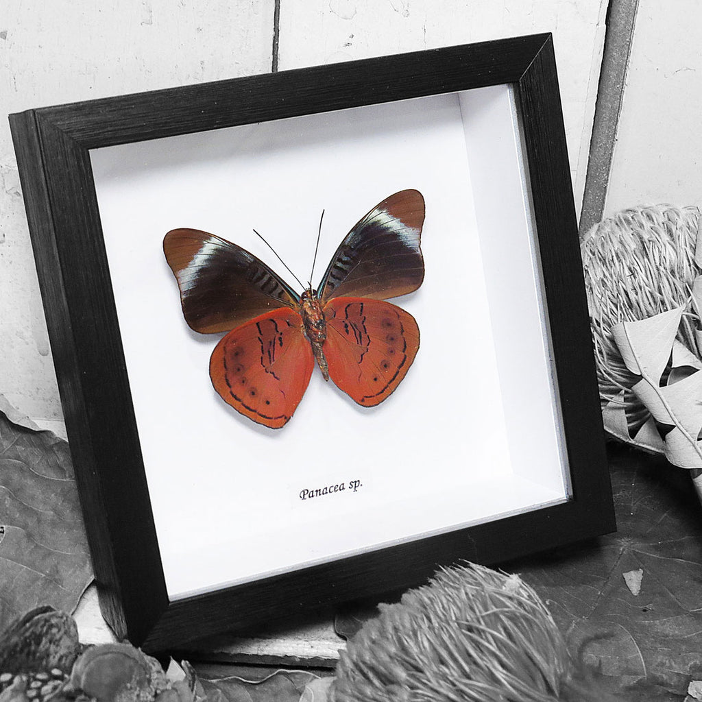 Red Flasher Butterfly Genuine Framed Specimen