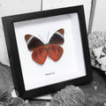 Red Flasher Butterfly Genuine Framed Specimen
