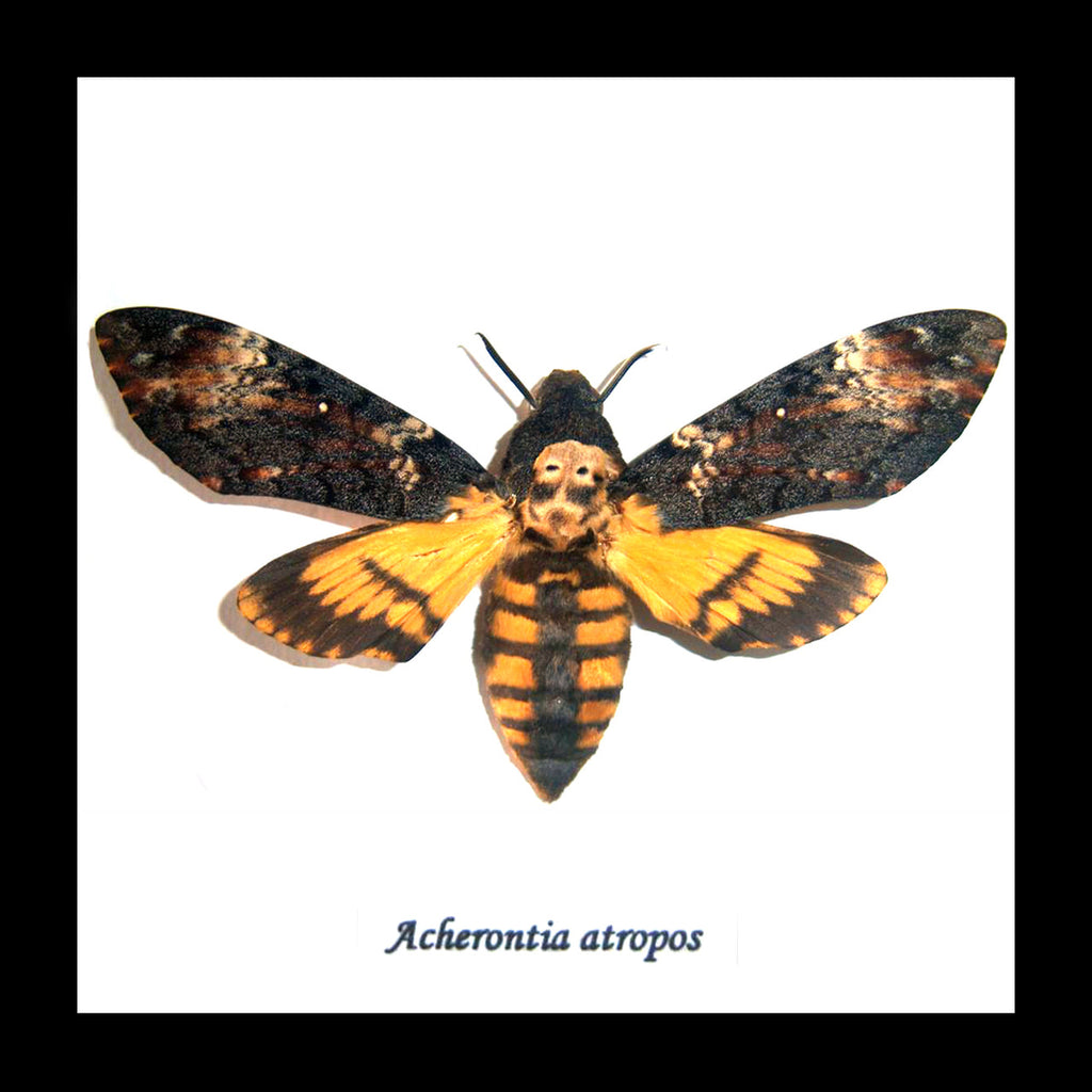 Death's Head Hawkmoth Framed Specimen