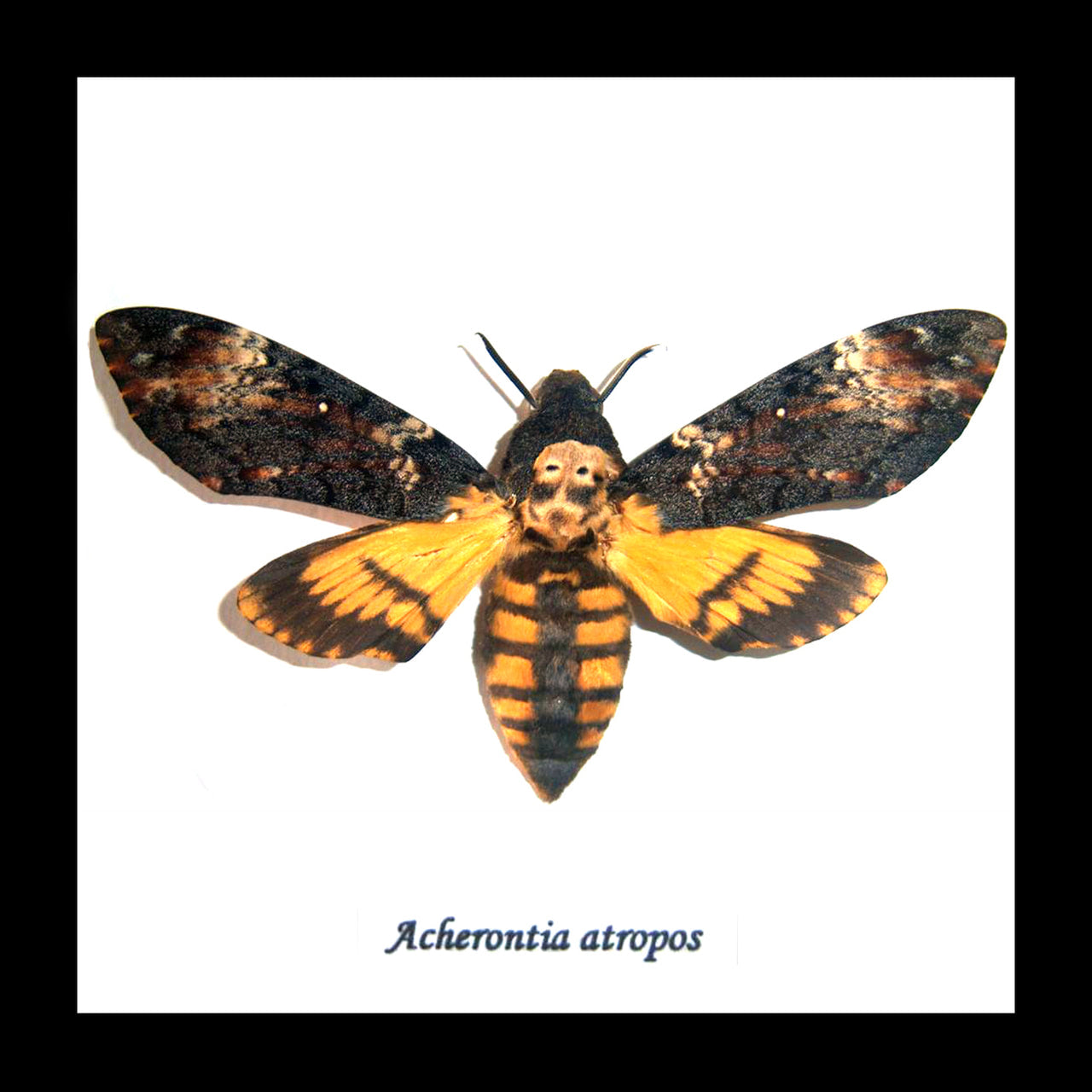 Death's Head Hawkmoth Framed Specimen
