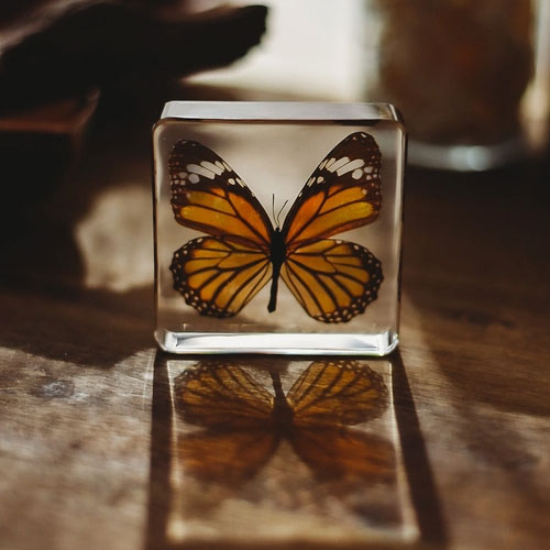 Tiger Butterfly Specimen
