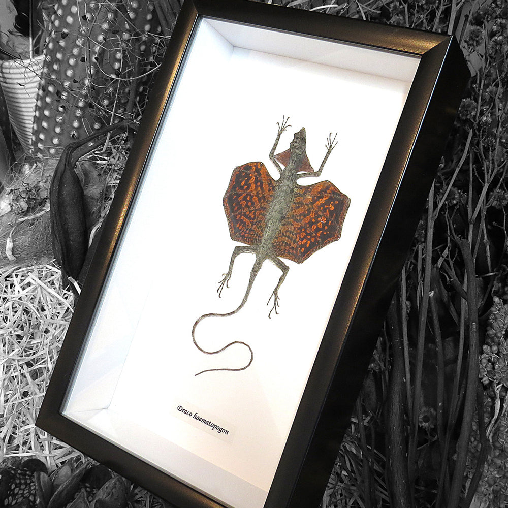 Skiber Javaensis Flying Dragon Framed Genuine Lizard Specimen