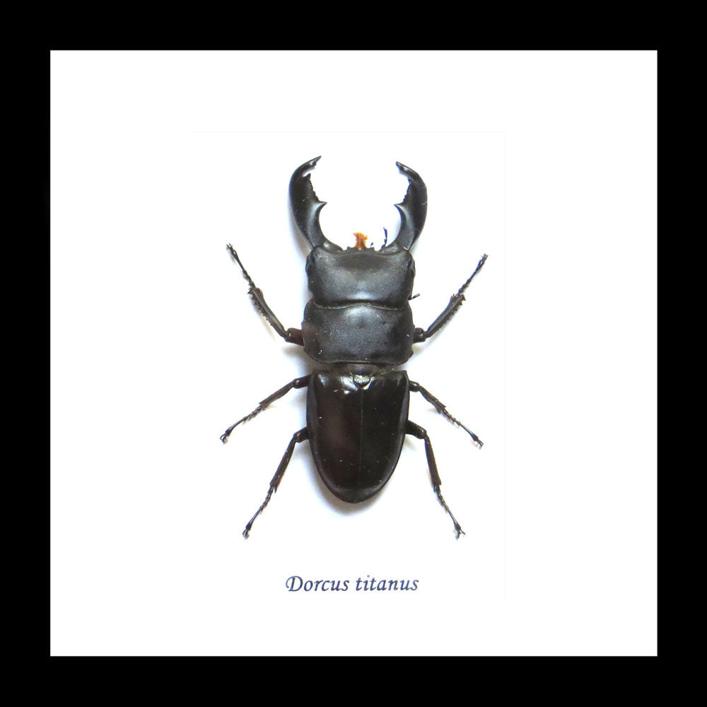 Stag Beetle Dorcus Titanus Framed Specimen