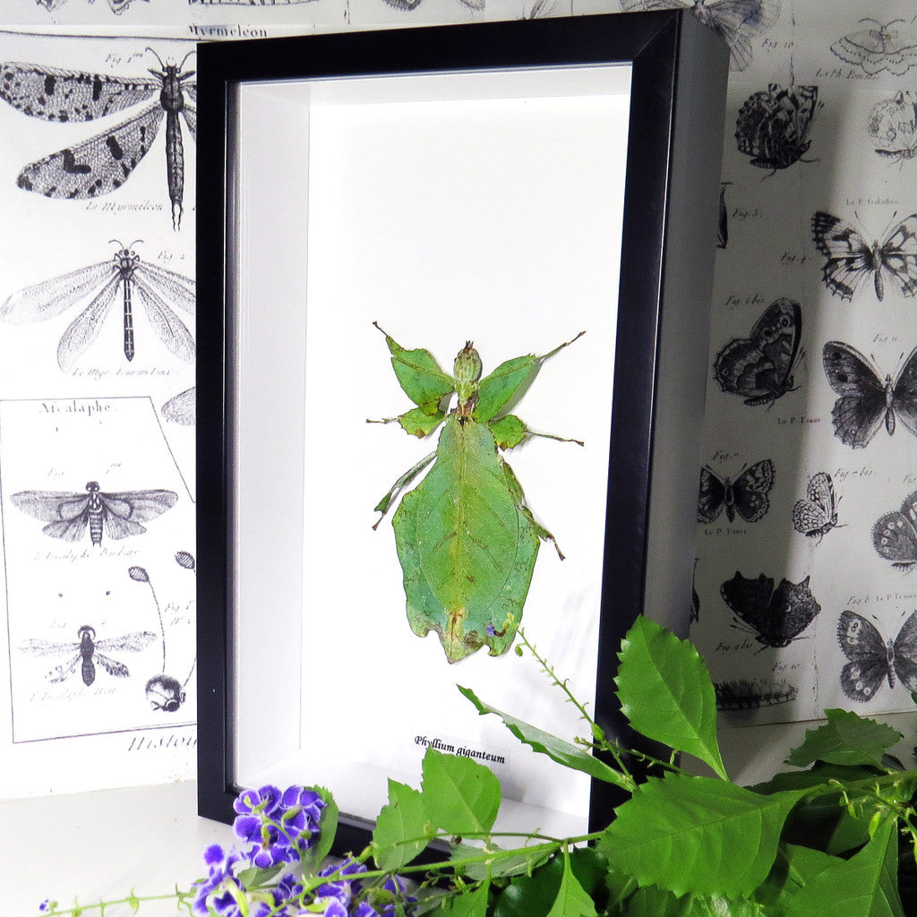 Phyllum Giganteum Framed Specimen