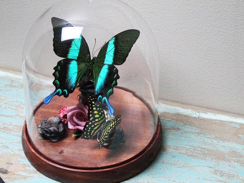 Papilio Blumei Swaallowtail Genuine Butterfly Decorative Dome