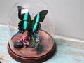 Papilio Blumei Swaallowtail Genuine Butterfly Decorative Dome