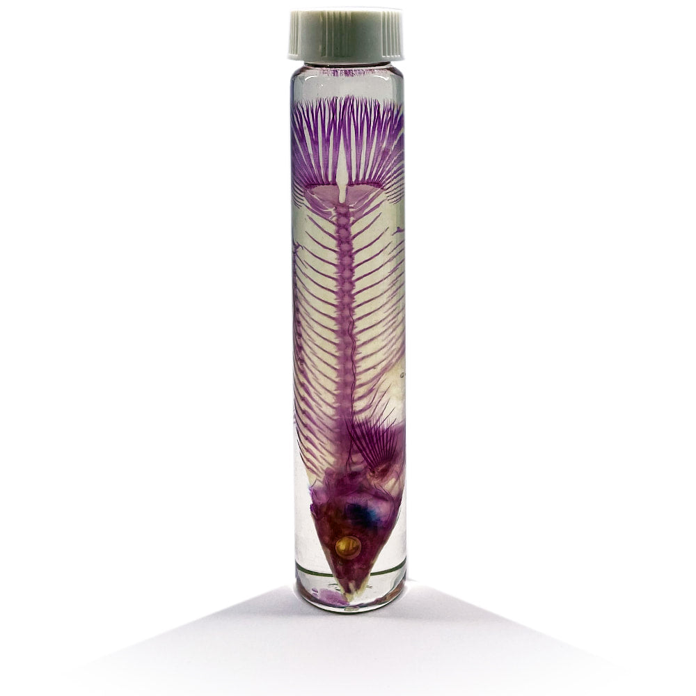 Parrot Fish Diaphonised Wet Specimen
