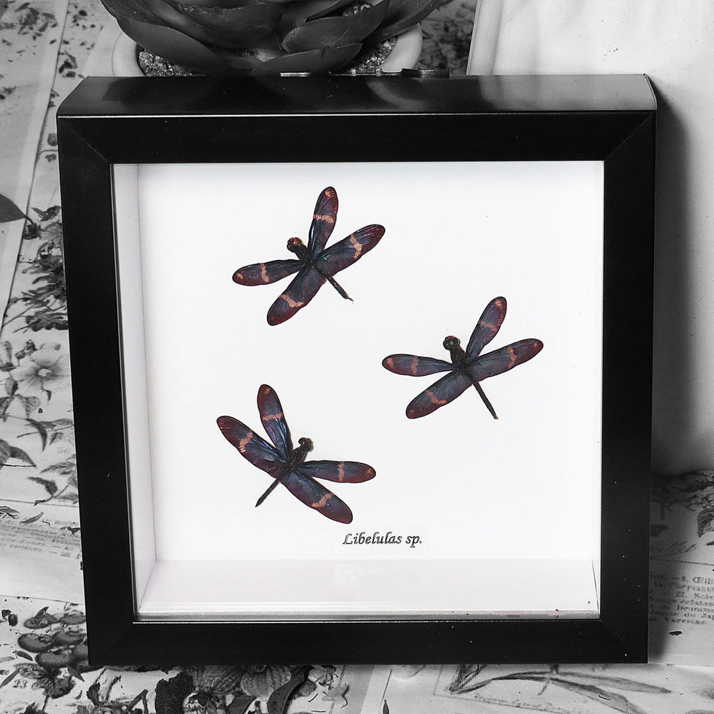 Blue Dragonfly Framed Specimen