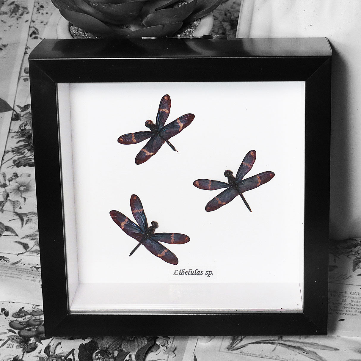 Blue Dragonfly Framed Specimen