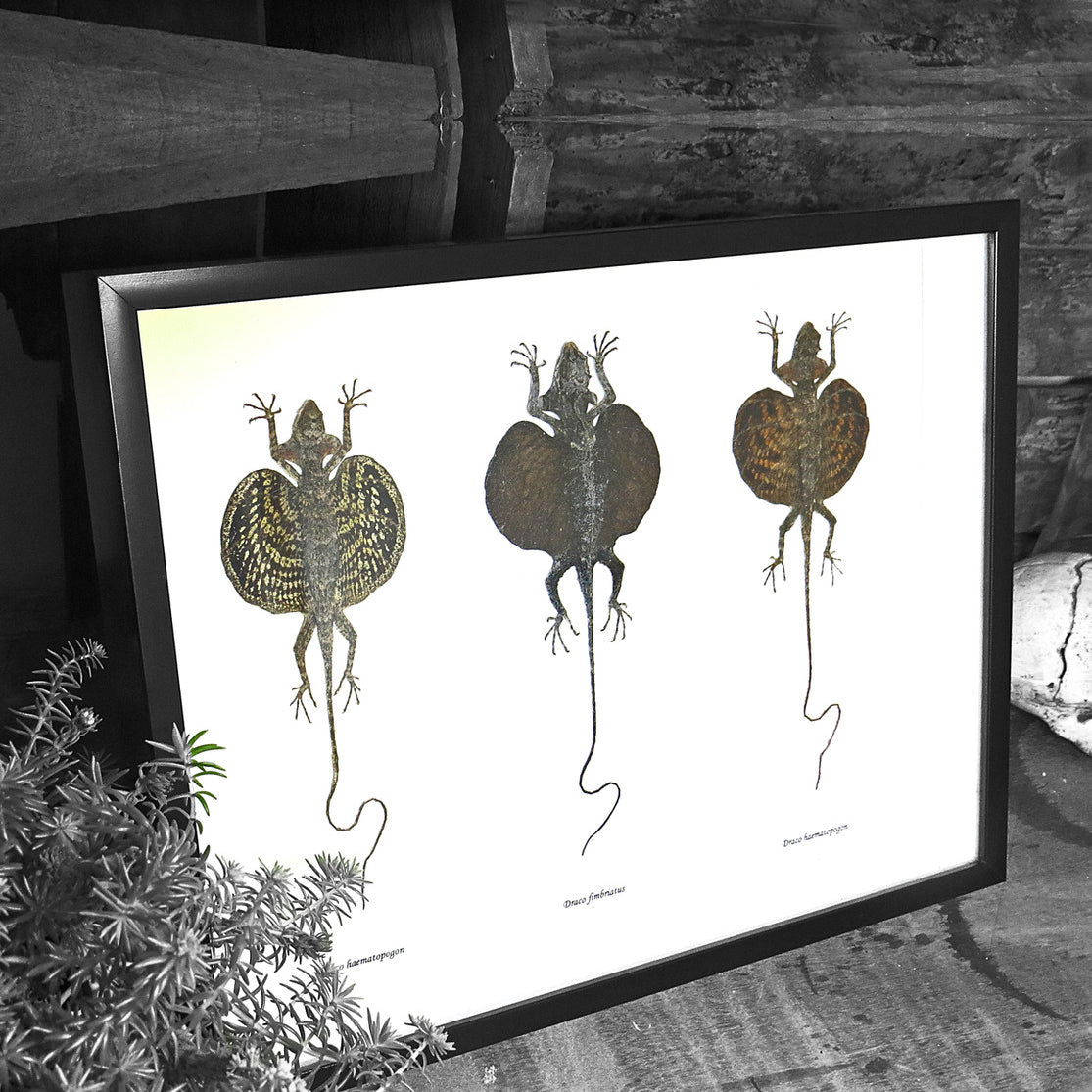 Flying Lizard Trio Framed Specimens