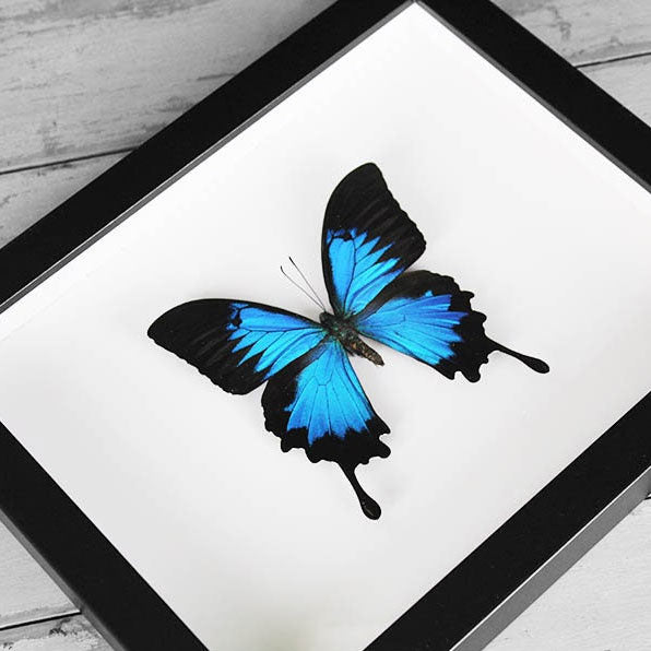 Papilio ulysses Butterfly Frame
