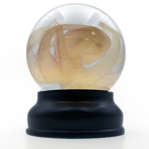 Octopus Experimental Diaphonised Wet Specimen Globe