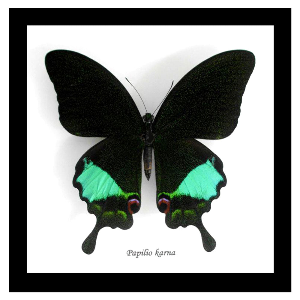 Papilio Butterfly Genuine Framed Specimen