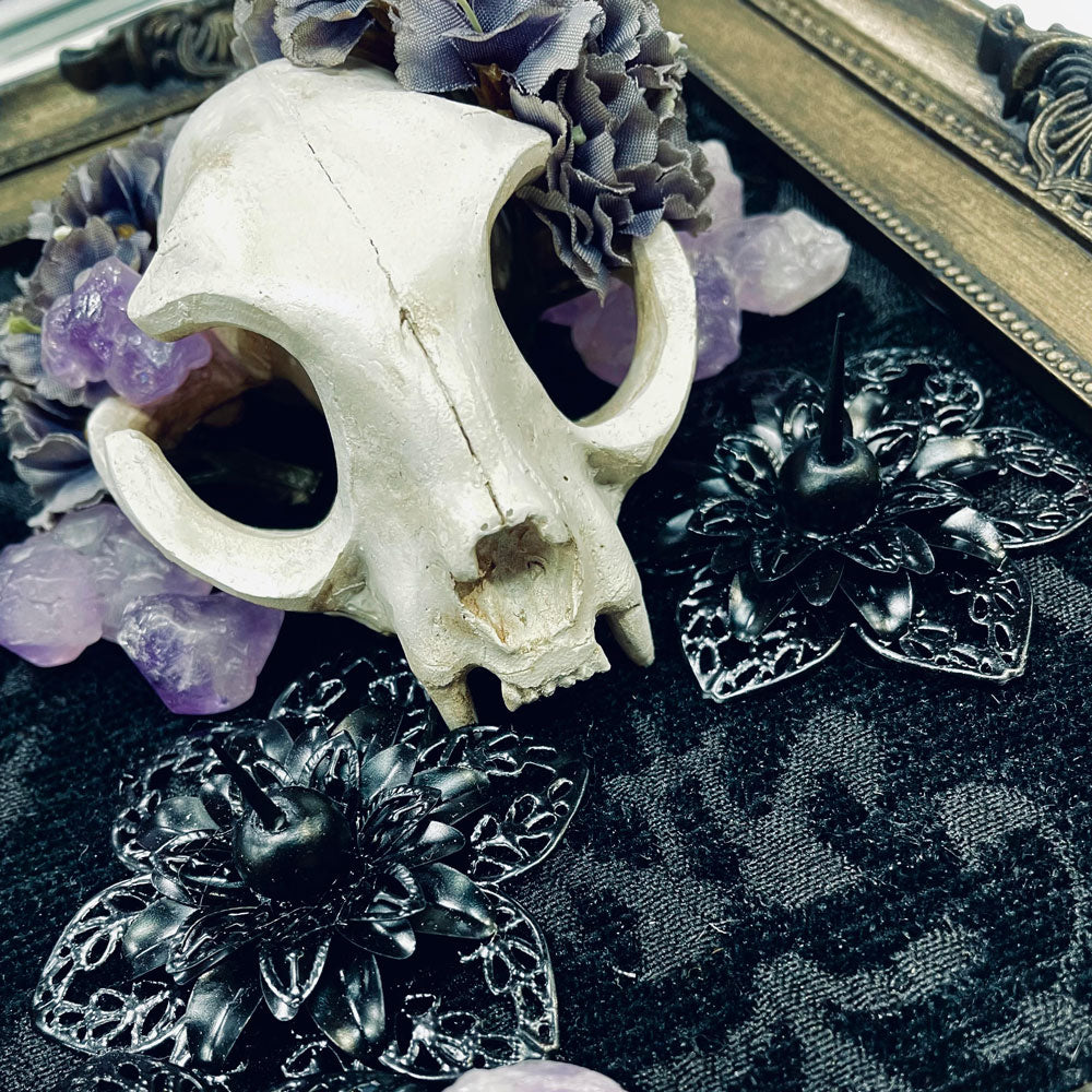 Conducive Realms Cat Skull Faux Curiosity Frame