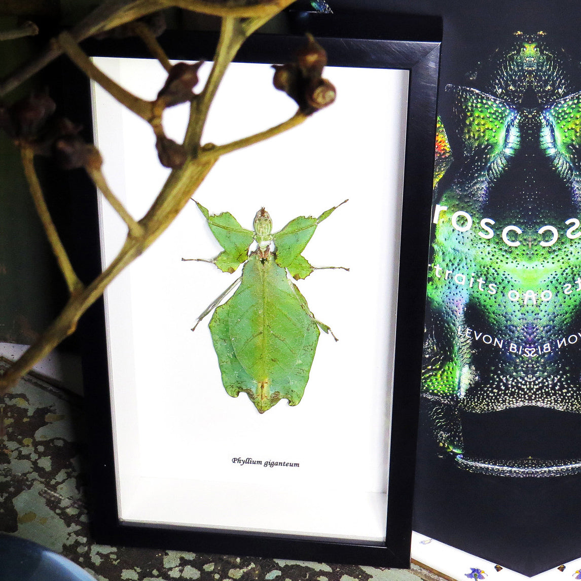 Phyllum Giganteum Framed Specimen