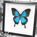 Papilio Ulysses Framed Blue Butterfly Specimen