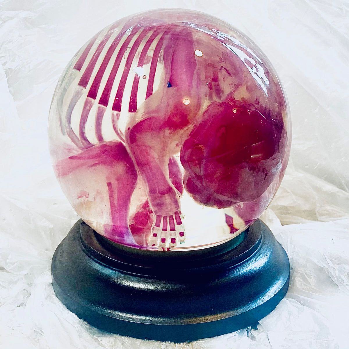 French Bulldog Puppy Diaphonised Genuine Wet Specimen