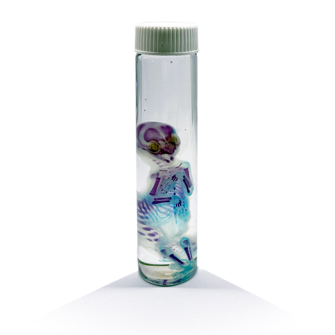Kitten Foetus Diaphonised Specimen Jar