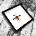 Giant Ruby Water Scorpion Genuine Framed Specimen