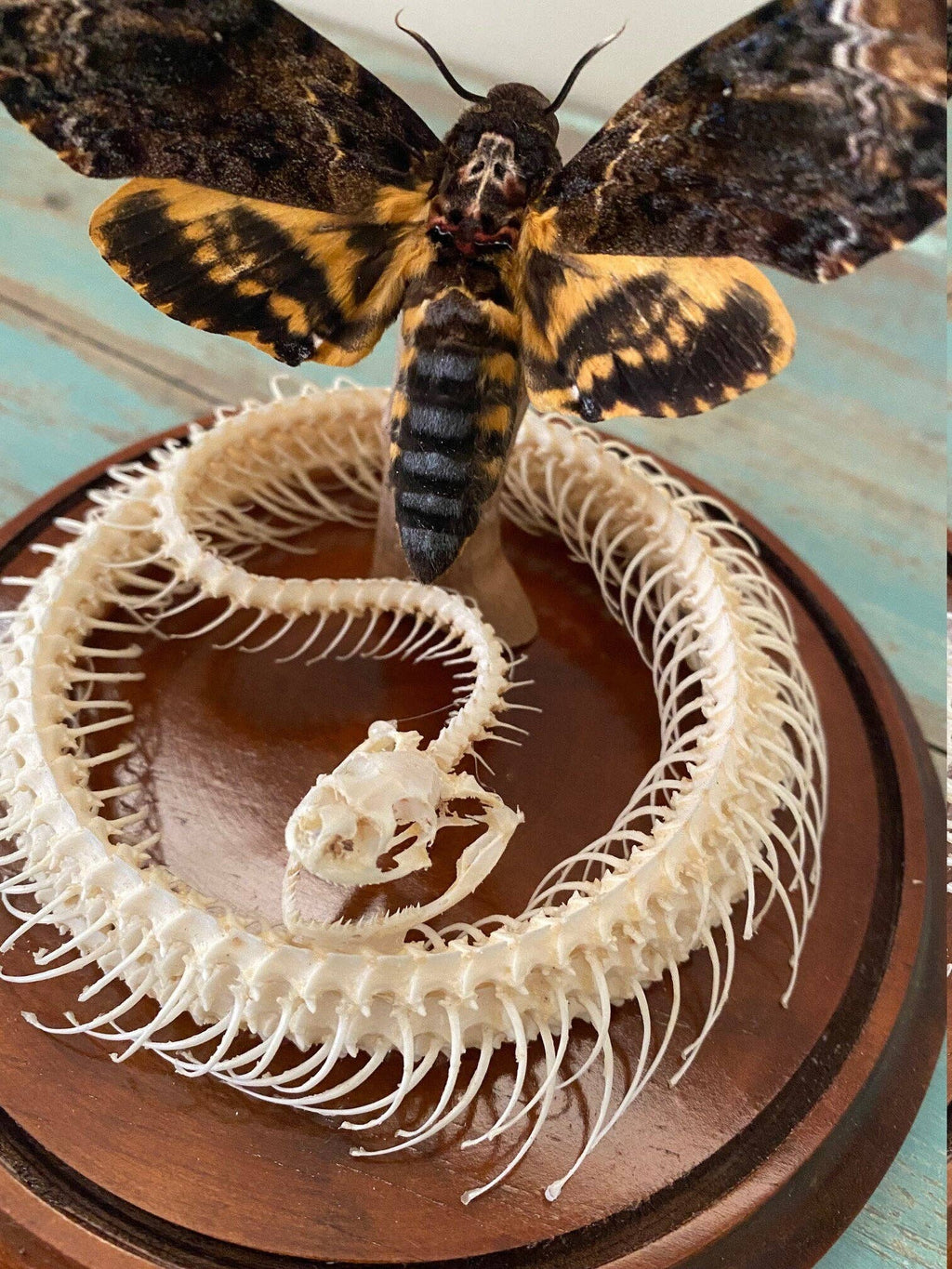 Death Head Hawk Moth and Coiled Snake Genuine Hero Specimen Dome
