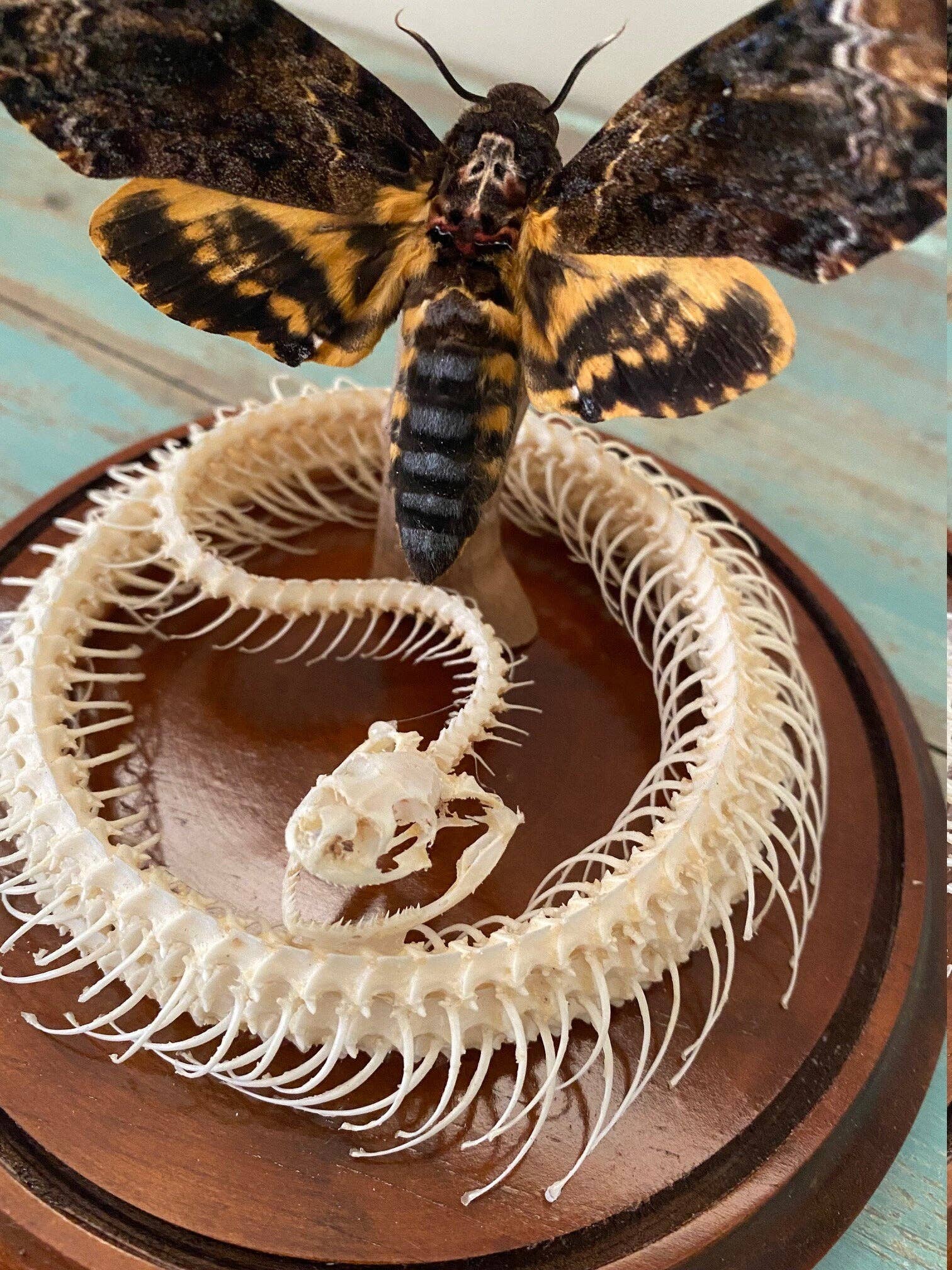 Death Head Hawk Moth and Coiled Snake Genuine Hero Specimen Dome