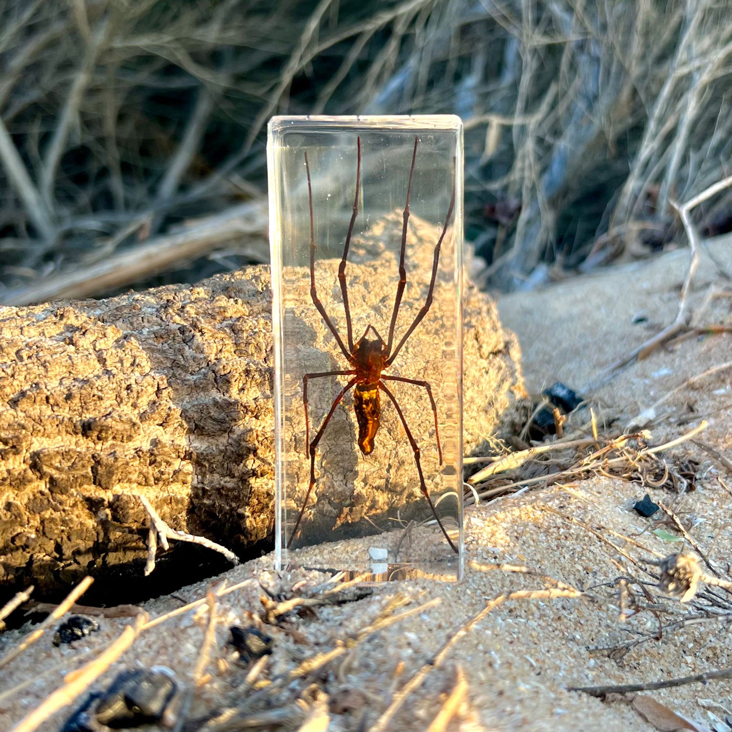 Golden Orb Spider